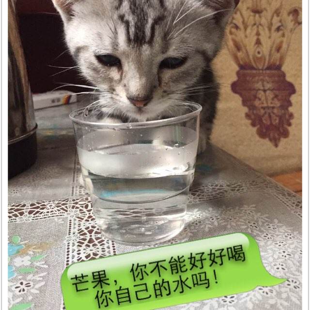 购买日本白鷗大學学位证